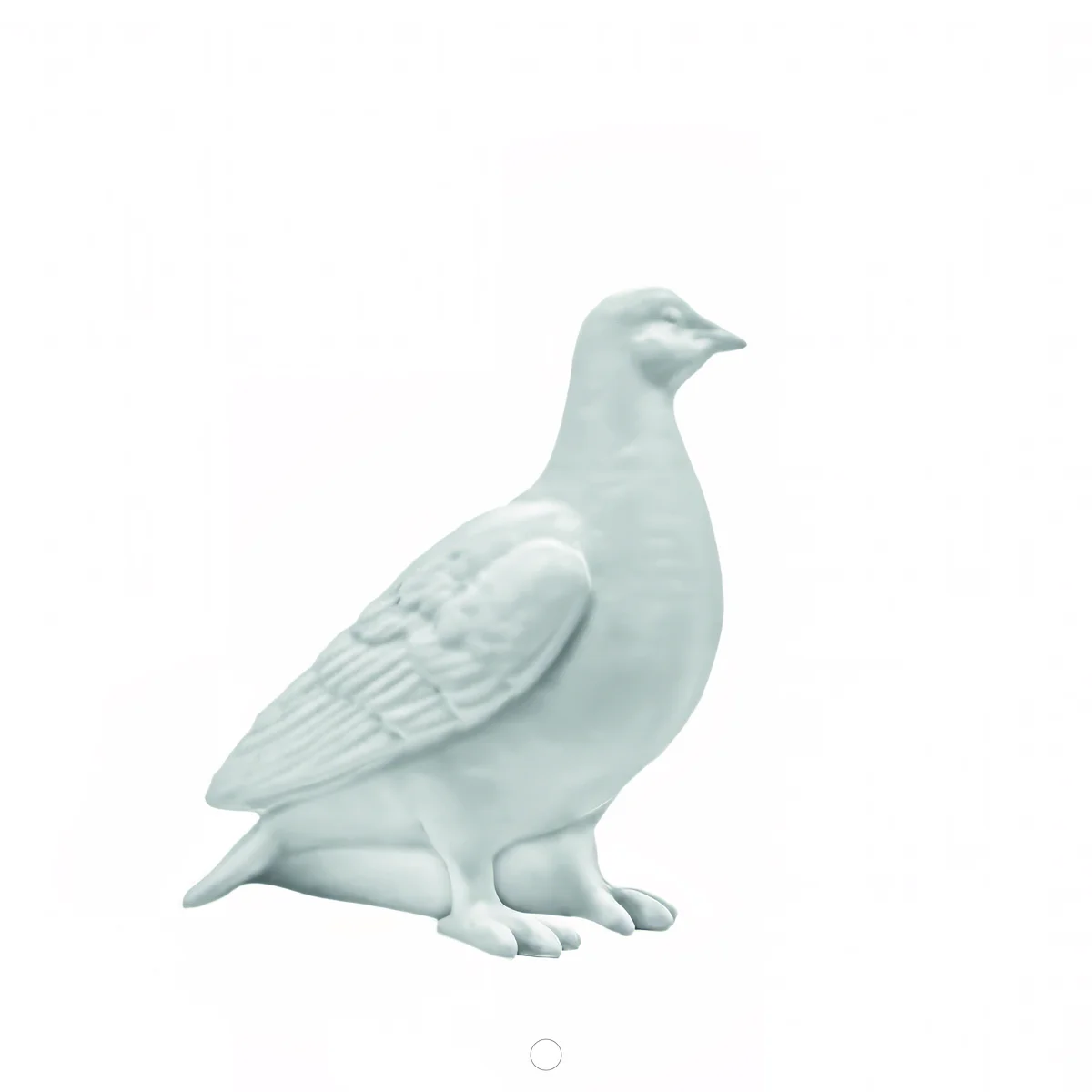 Pigeon — White